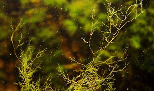 xử lý rêu trong bể cá cảnh