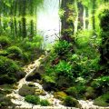 Bể thủy sinh đẹp layout rừng