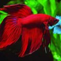 Bệnh thường gặp của cá Betta