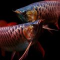 Bệnh thường gặp của cá rồng