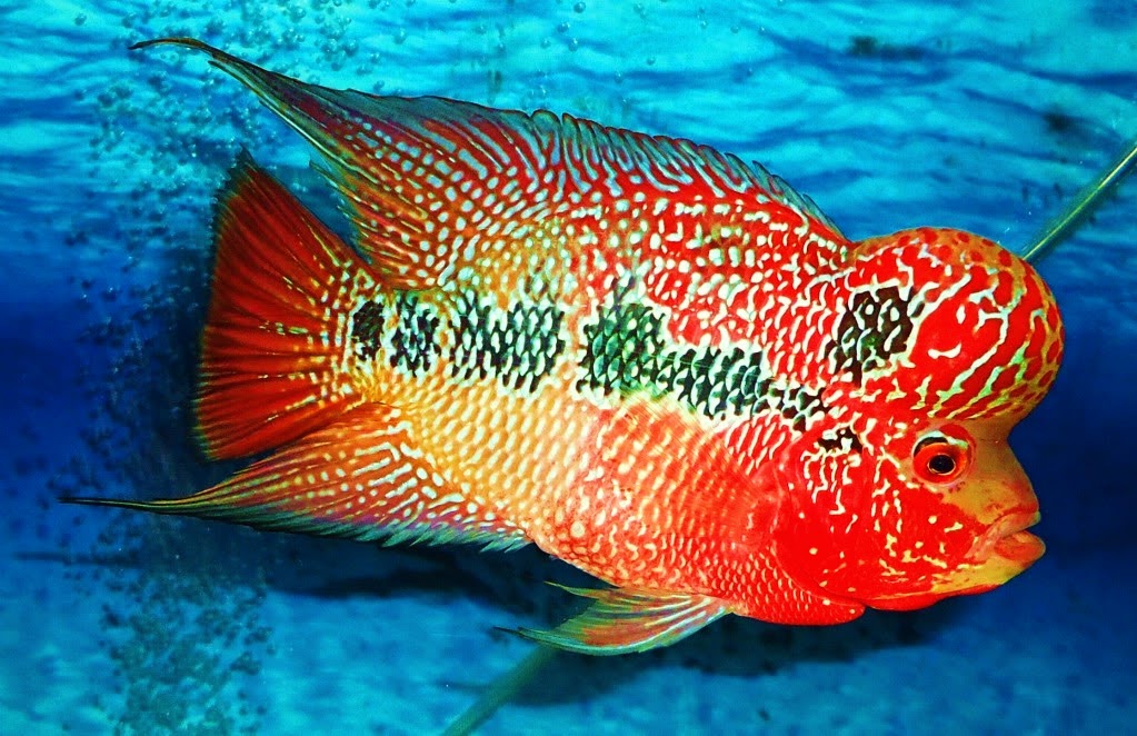 Cách phân biệt giới tính cá la hán