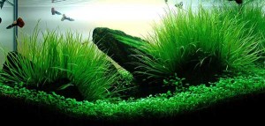 Cách chăm sóc bể cá thủy sinh