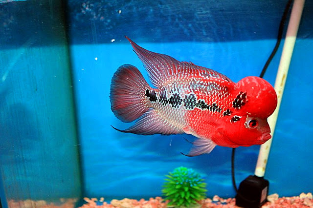 Chăm sóc cá la hán bị bệnh