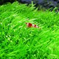 Chăm sóc cây thủy sinh trong bể cá