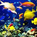 Cho cá cảnh biển ăn như thế nào