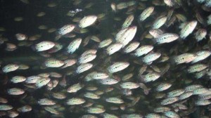 Chọn mua cá la hán con