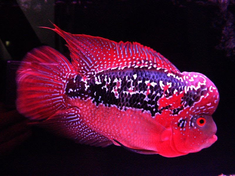 Cá La Hán Nguồn gốc đặc điểm các loại đẹp và cách nuôi