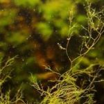 Rêu trong bể cá cảnh và cách xử lý