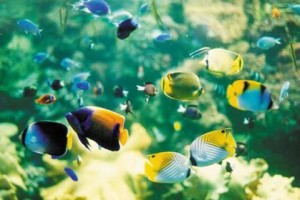 Môi trường nước cho cá cảnh