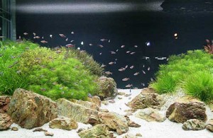 Nước máy nuôi cá cảnh