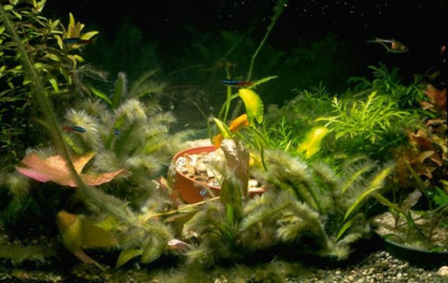 Xử lý rêu hại trong bể cá cảnh