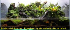 Bể cá bán cạn