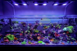 Bể cá cảnh biển