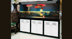 Bể cá Rồng chuyên nghiệp