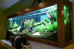 Bể thủy sinh tự nhiên đẹp