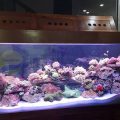 Tự làm bể cá cảnh biển