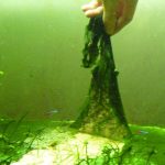 Cách kiểm soát tảo trong bể cá cảnh