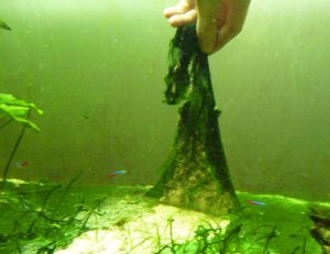 Cách loại bỏ tảo trong bể cá cảnh