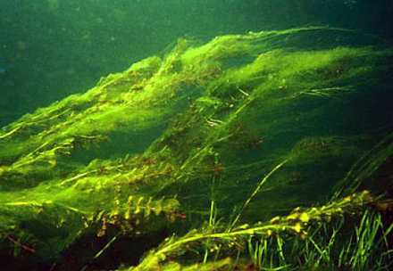Rêu tảo trong bể cá cảnh