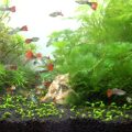 Nước trong bể cá cảnh có màu xanh rêu