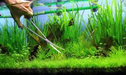 Dịch vụ vệ sinh bể cá cảnh