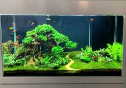 Trang trí bể thủy sinh